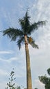 Tall Palm Tree Against Blue Sky in Tropical Climate Royalty Free Stock Photo