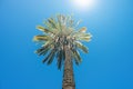 Tall palm tree against bright sun and blue sky. Royalty Free Stock Photo