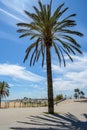 A tall palm tree basks in the hot midday sun on the Mediterranean coastline