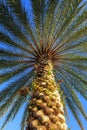 Tall palm tree bottom-up view against the blue sky Royalty Free Stock Photo