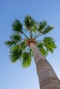 Tall palm tree. Bottom view of palm trees on blue sky background Royalty Free Stock Photo