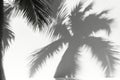 Palm tree shadow cast on a textured white wall in bright sunlight Royalty Free Stock Photo