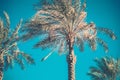 Tall palm tree with a clear blue sky in the background Royalty Free Stock Photo