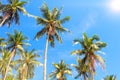 Tall palm tree crowns on blue sky background. Coco palm photo. Summer vacation banner template. Royalty Free Stock Photo