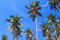 Tall palm tree crowns on blue sky background. Coco palm photo. Royalty Free Stock Photo