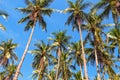 Tall palm tree forest on blue sky background. Coco palm crown and trunk Royalty Free Stock Photo