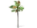 A tall palm tree isolated over a white background.