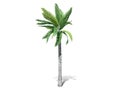 A tall palm tree isolated over a white background.