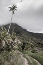 Tall palm tree over rainforest track Lord Howe Island