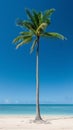 Tall palm tree on a sandy beach with clear blue sky Royalty Free Stock Photo