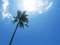 Tall palm tree silhouette on blue sky. Palm tree crown with green leaf on sunny sky background. Royalty Free Stock Photo