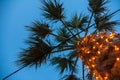 A tall palm tree standing high. Artificial electrical lights glittering around the trunk. A stranded cable wire passing through th Royalty Free Stock Photo