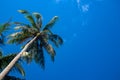Tall palm tree on sunny blue sky background. Tropical island nature. Coco palm tree landscape. Summer vacation Royalty Free Stock Photo