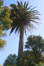 At Tresco Abbey Gardens, a Tall Palm tree framed by an Azaelia? in flower, set against cloudless blue sky, in the Isles of Scilly.