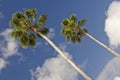 Tall Palm Trees Royalty Free Stock Photo