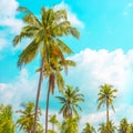 Tall palm trees against a blue sky with clouds, beautiful screensaver, background for a test