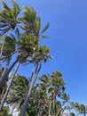 Tall palm trees against blue sky