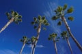 Tall palm trees against a blue sky in southern California