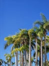 Tall palm trees against a bright blue clear sky in warm and sunny weather. Lush palm trees with green leaves and big trunks. Royalty Free Stock Photo