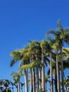 Tall palm trees against a bright blue clear sky in warm and sunny weather. Lush palm trees with green leaves and big trunks. Royalty Free Stock Photo