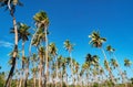 Tall palm trees against clear blue sky in tropics Royalty Free Stock Photo