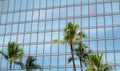 Tall palm trees against the glass windows of an office building Royalty Free Stock Photo