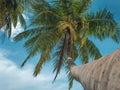 Tall palm trees against the sky, trunk of the palm tree view from the bottom up. Royalty Free Stock Photo