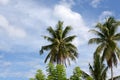 Tall palm trees aginst sky
