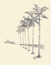 Tall palm trees alley on the beach