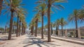 Tall palm trees on Alley Mish'ol HaPninim Garden leading to the Damascus Gate timelapse hyperlapse in Jerusalem Old City Royalty Free Stock Photo