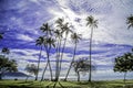 Tall palm trees along a Hawaiian beach with a sunburst