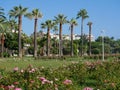 Tall palm trees are along the main street in Cannes - Promenade de la Croisette