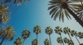 Tall palm trees (Arecaceae) reach towards a clear blue sky. The canopy of fronds forms Royalty Free Stock Photo