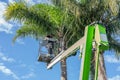 Tall palm trees being trimmed by arborist high up in hoist