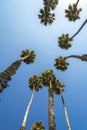 Tall palm trees from below in California