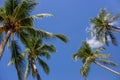 Tall palm trees in blue sky background bottom view. Palm trees with coconuts. Exotic plants concept. Palm trees in wind. Royalty Free Stock Photo