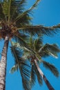 Tall palm trees in blue sky background bottom view. Palm trees with coconuts. Exotic plants concept. Palm trees in wind. Royalty Free Stock Photo