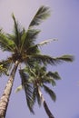 Tall palm trees in blue sky background bottom view filtered. Palm trees with coconuts with filter. Tropical summer vacation. Royalty Free Stock Photo