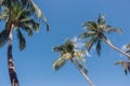 Tall palm trees in blue sky background bottom view. Palm trees with coconuts. Exotic plants concept. Palm trees in wind. Royalty Free Stock Photo