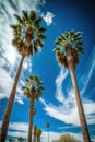 Tall palm trees and blue sky with clouds. Low angle view. Tropical nature. Generative Ai