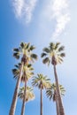 Tall palm trees and blue sky with clouds. Low angle view. Tropical nature. Generative Ai