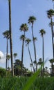 Tall palm trees. Blue sky. Summer time