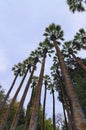 Tall palm trees on blue sky. Winter in Athens. Palm trees seen from below. Concept of landscape and nature. Greece Royalty Free Stock Photo