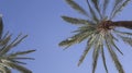Tall palm trees on a clear day Royalty Free Stock Photo