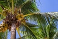 Tall palm trees with coconuts in blue sky background bottom view. Exotic plants concept. Resort background. Royalty Free Stock Photo