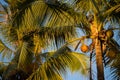 Tall palm trees with coconuts in sunset warm light against blue sky. Tropical nature.