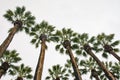 Tall palm trees near entrance to Athens National park