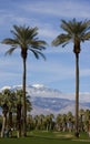 Tall Palm Trees on a Golf Course Royalty Free Stock Photo