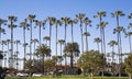 Tall Palm Trees of La Jolla