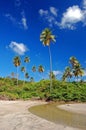 Tall palm trees on La Sagesse beach Royalty Free Stock Photo